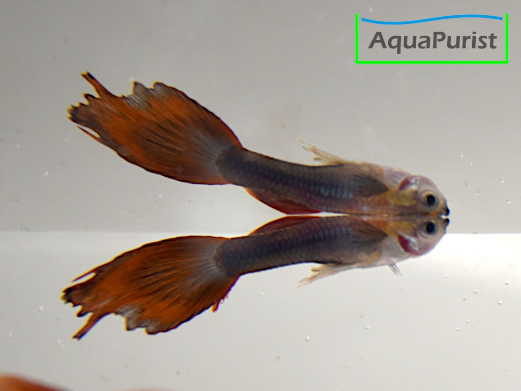 Guppy mit orange-roter Schwanzflosse in seitlicher Ansicht