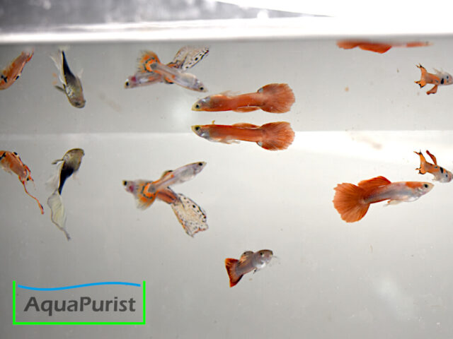 Gruppe verschiedenfarbiger Guppys
