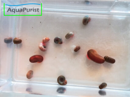 1 Tier: Mix Posthornschnecke (Planorbella duryi)