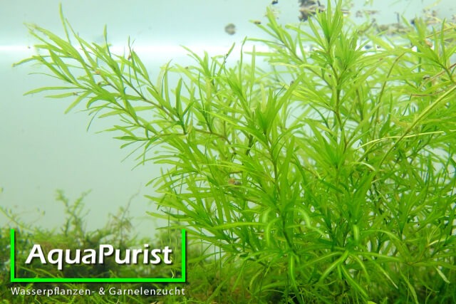 Nixkraut (Najas guadalupensis)