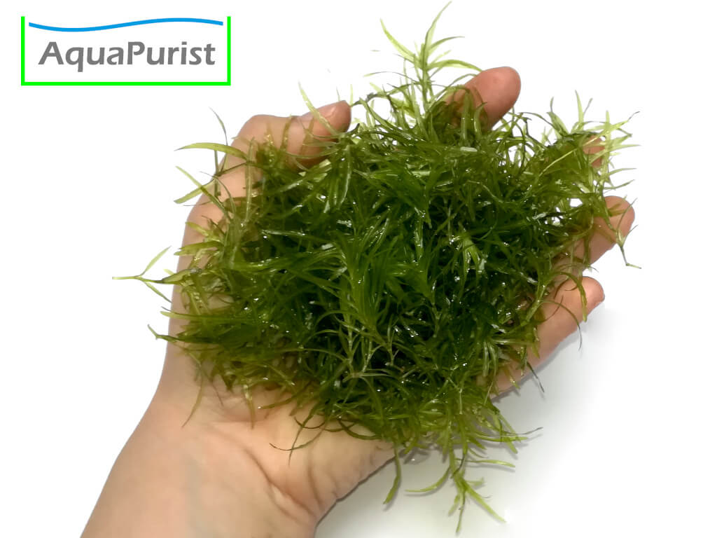 Nixkraut (Najas guadalupensis)