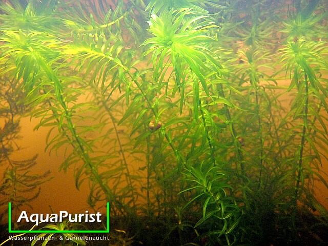 Nixkraut (Najas guadalupensis)