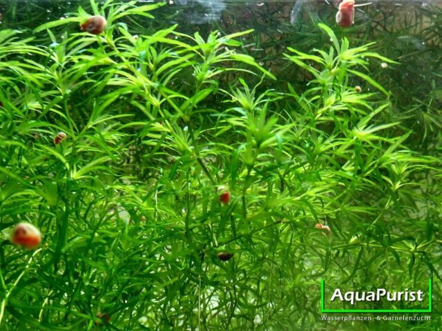 Nixkraut (Najas guadalupensis)