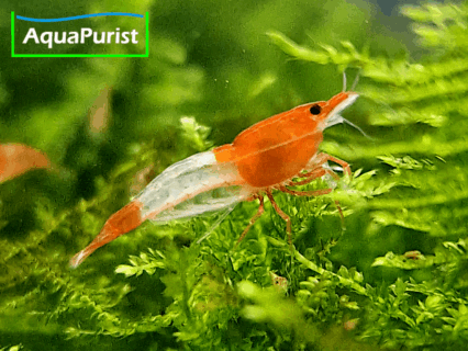 Orange Rili Garnele (Neocaridina davidi)