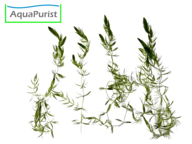 Raues Hornkraut (Ceratophyllum demersum)