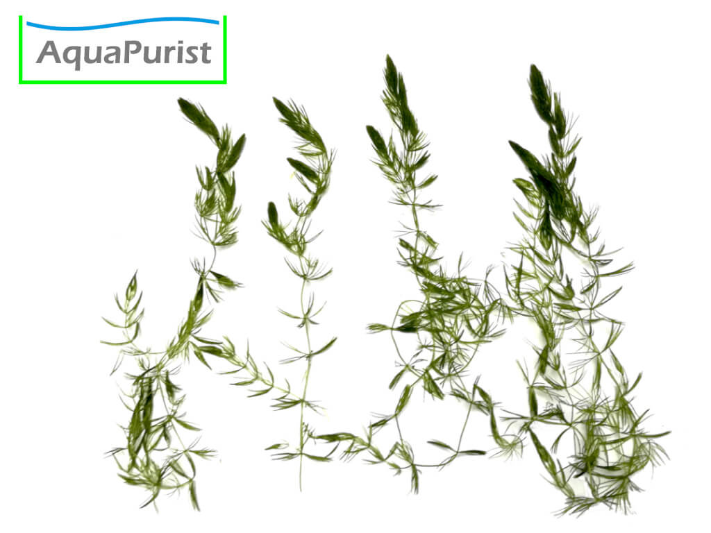 Raues Hornkraut (Ceratophyllum demersum)