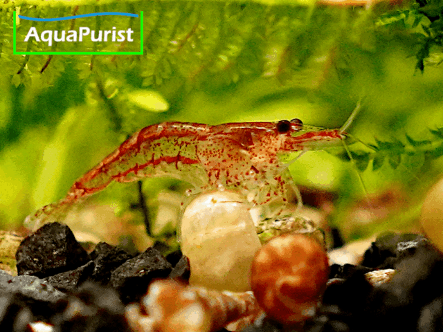 Red Fire Chery Garnele (Neocaridina davidi)