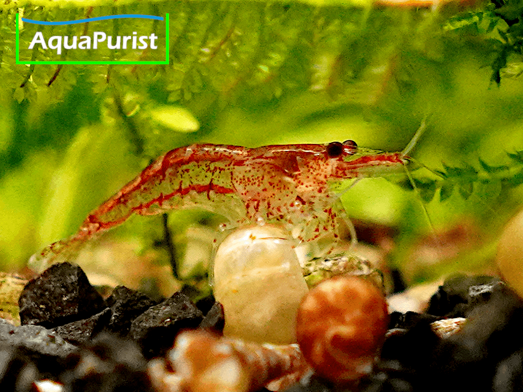 Red Fire Chery Garnele (Neocaridina davidi)