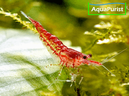 Red Fire Chery Garnele (Neocaridina davidi)