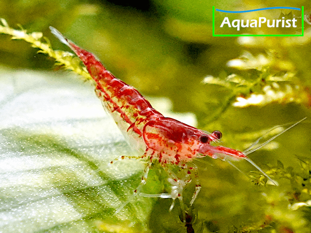 Red Fire Chery Garnele (Neocaridina davidi)
