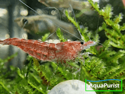 Red Fire/Cherry Garnele (Neocaridina davidi var. red)