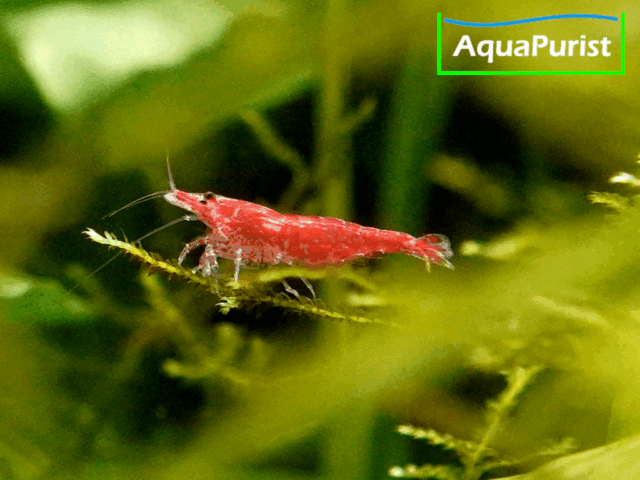 Red Fire Chery Garnele (Neocaridina davidi)