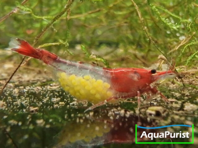 Red Rili Garnele (Neocaridina davidi)