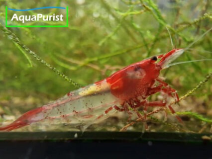 Red Rili Garnele (Neocaridina davidi)