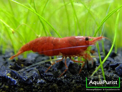 Red Sakura Garnele "painted" (Neocaridina davidi)