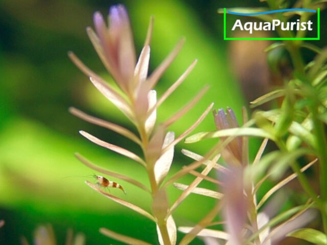 Rundblättrige Rotala (Rotala rotundifolia)