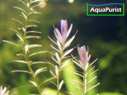 Rundblättrige Rotala (Rotala rotundifolia)