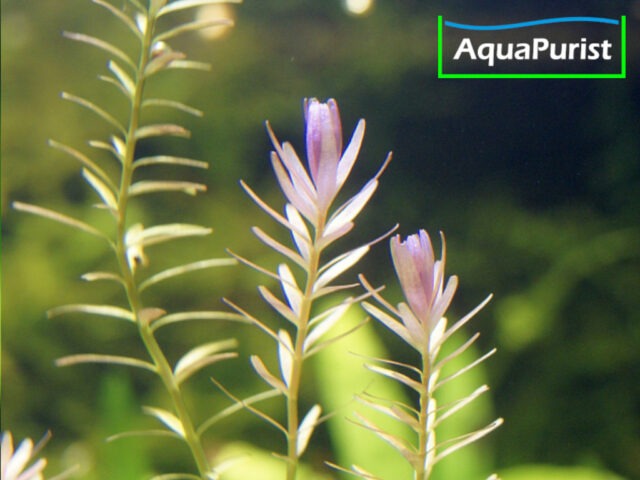 Rundblättrige Rotala (Rotala rotundifolia)