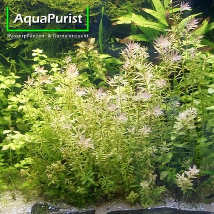 Rundblättrige Rotala (Rotala rotundifolia) submers AquaPurist.de