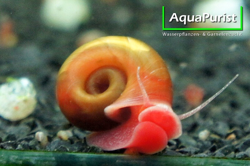 Rote Posthornschnecke (Planorbella duryi)