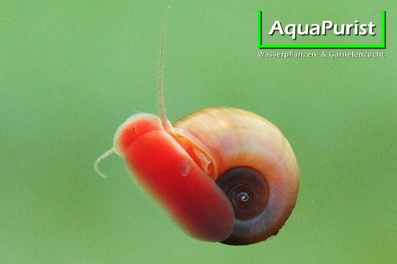 Rote Posthornschnecke Planorbella duryi