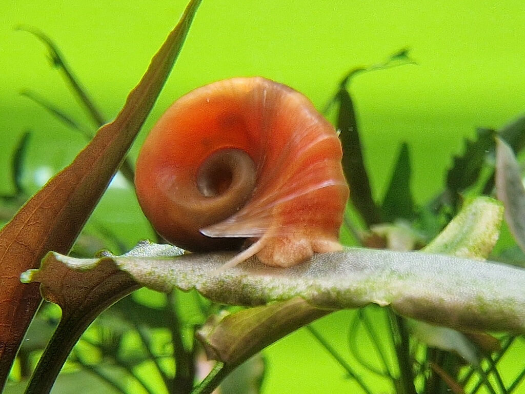 Rote Posthornschnecke Planorbella duryi