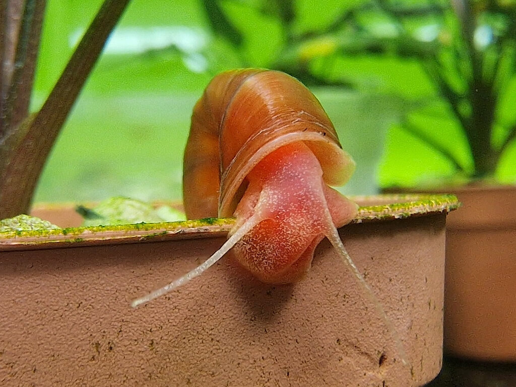 Rote Posthornschnecke Planorbella duryi