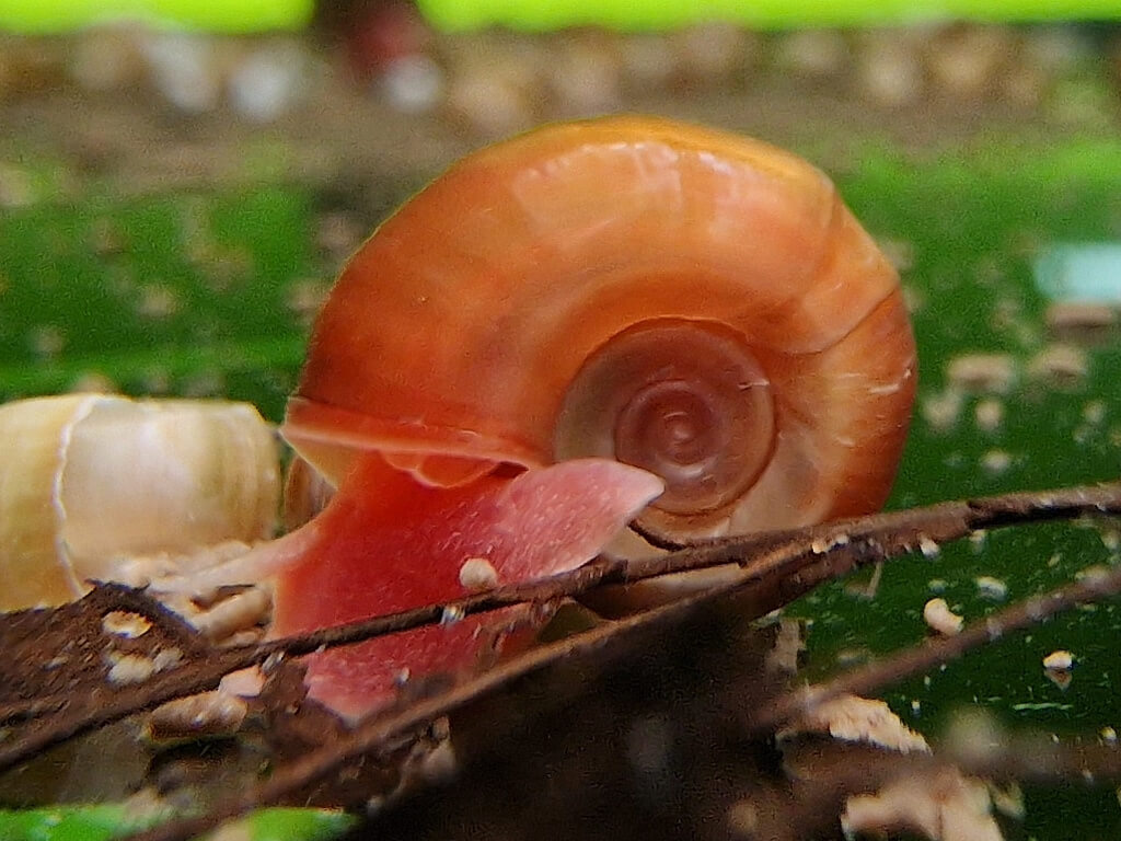 Rote Posthornschnecke Planorbella duryi