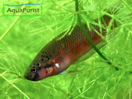 2x Roter Kampffisch (Betta rubra "Aceh Barat südl.")