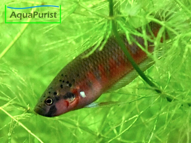 Roter Kampffisch Betta rubra – Aceh Barat südl.