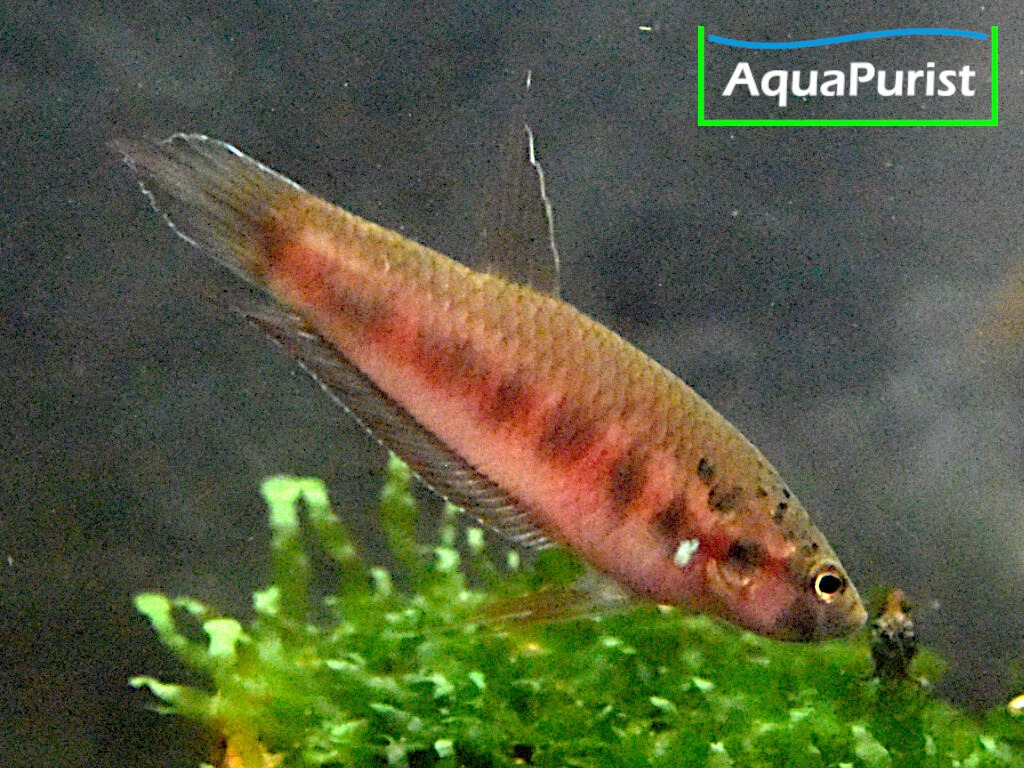 Rot gefärbter Betta rubra über einer Wasserpflanze