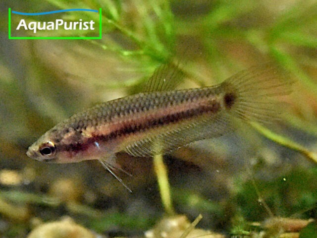 Roter Kampffisch Betta rubra in seitlicher Ansicht