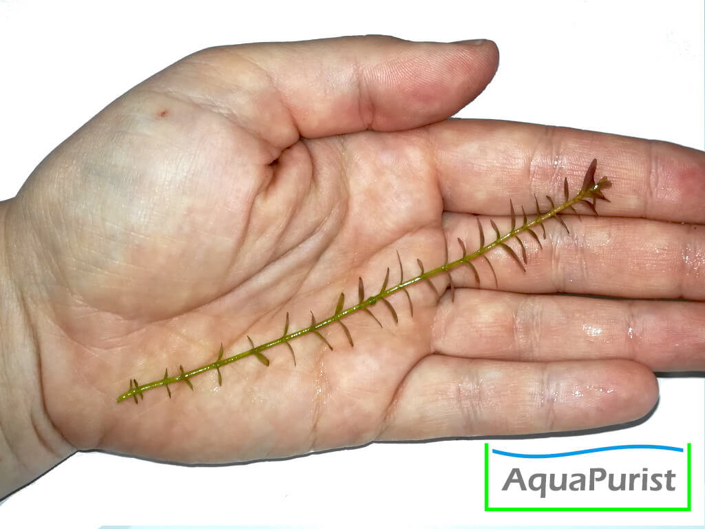 Rundblättrige Rotala (Rotala rotundifolia)