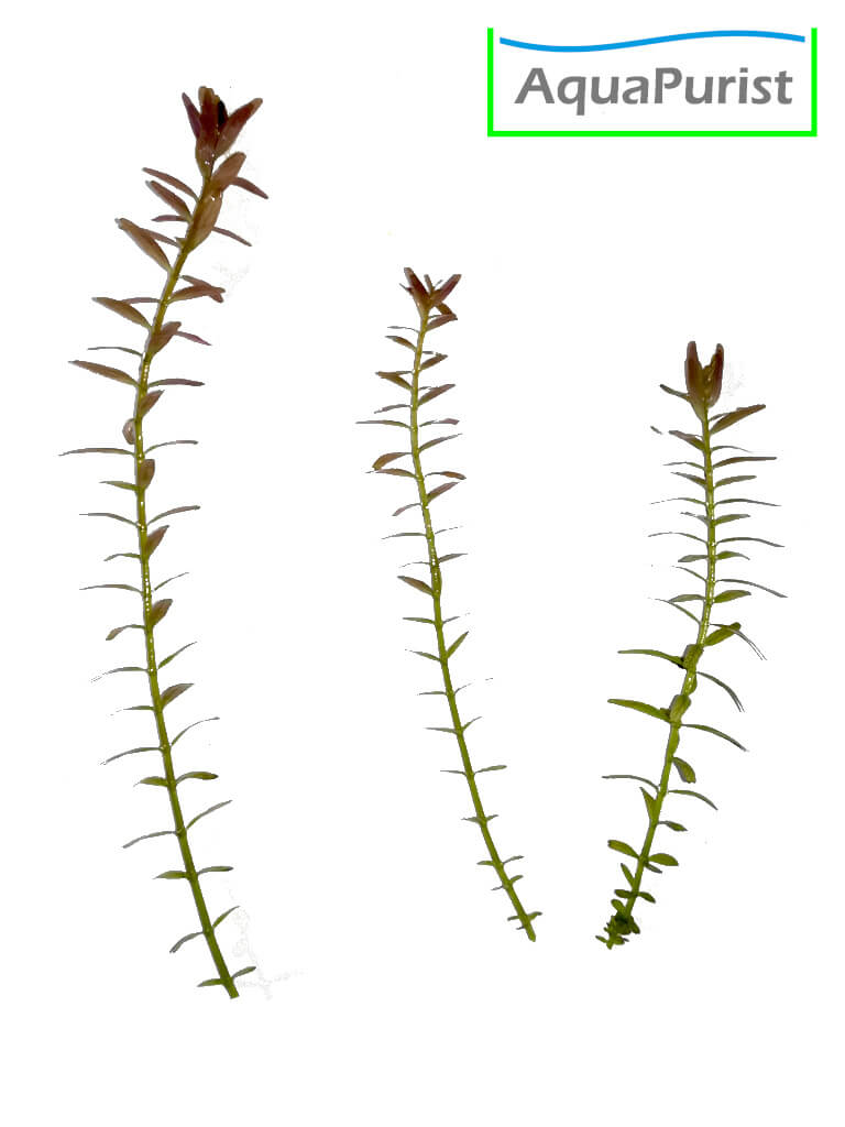 Rundblättrige Rotala (Rotala rotundifolia)