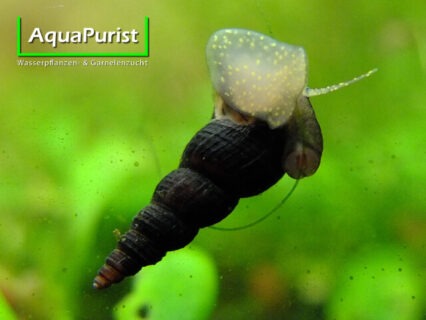 Schwarze Turmdeckelschnecke (Melanoides maculata)