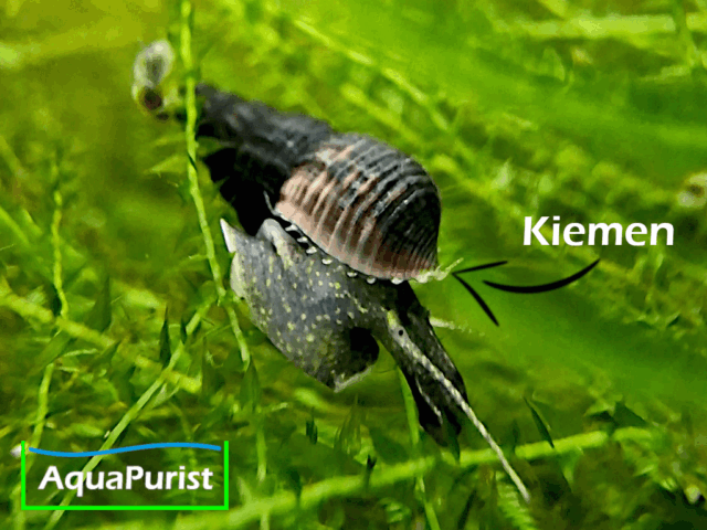 Schwarze Turmdeckelschnecke (Melanoides maculata)
