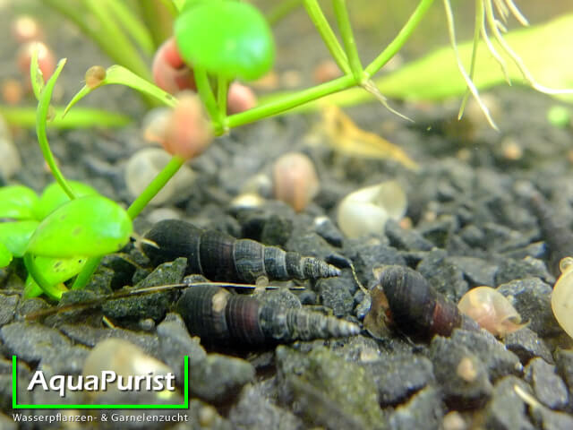 Schwarze Turmdeckelschnecken auf dem Aquarienboden