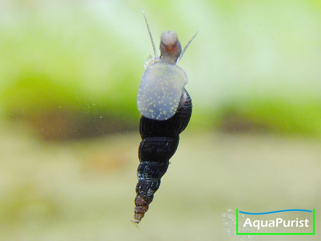 Schwarze Turmdeckelschnecke an der Aquarienscheibe