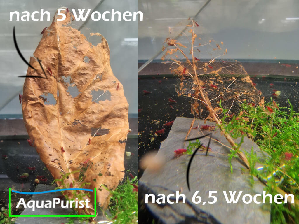 Seemandelbaumblätter Catappa Leaves Seemandelbaumblätter Catappa Leaves