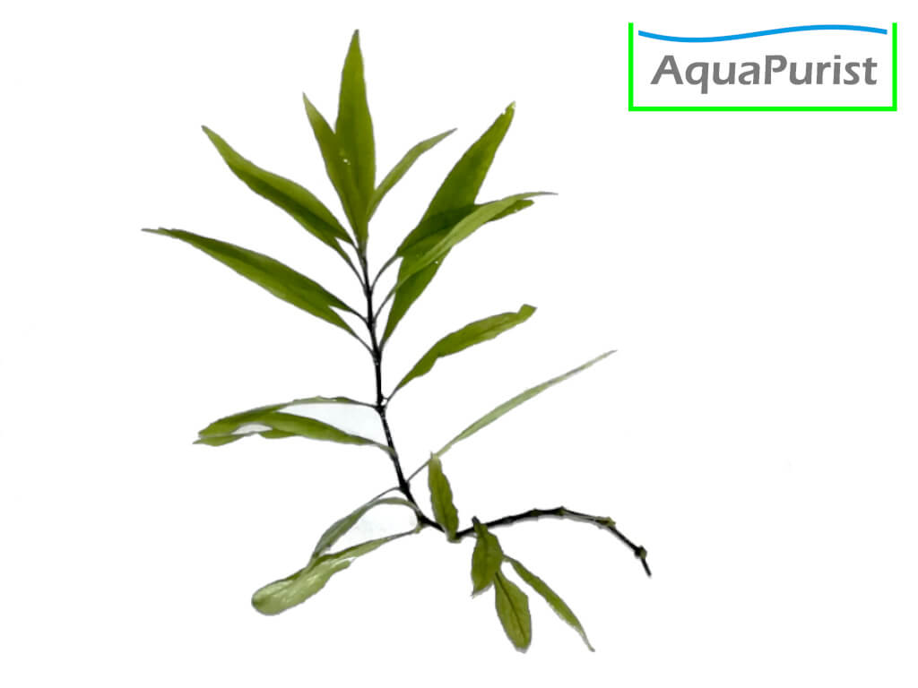 Siamesischer Wasserfreund (Hygrophila corymbosa) Siamesischer Wasserfreund (Hygrophila corymbosa)