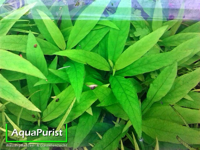 Siamesischer Wasserfreund (Hygrophila corymbosa) Siamesischer Wasserfreund (Hygrophila corymbosa)
