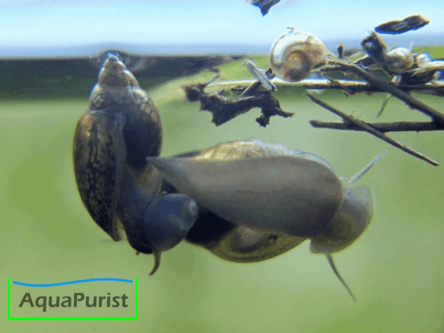 Spitze Blasenschnecke an der Aquarienscheibe