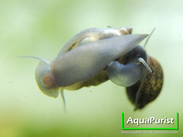 Spitze Blasenschnecke an der Aquarienscheibe