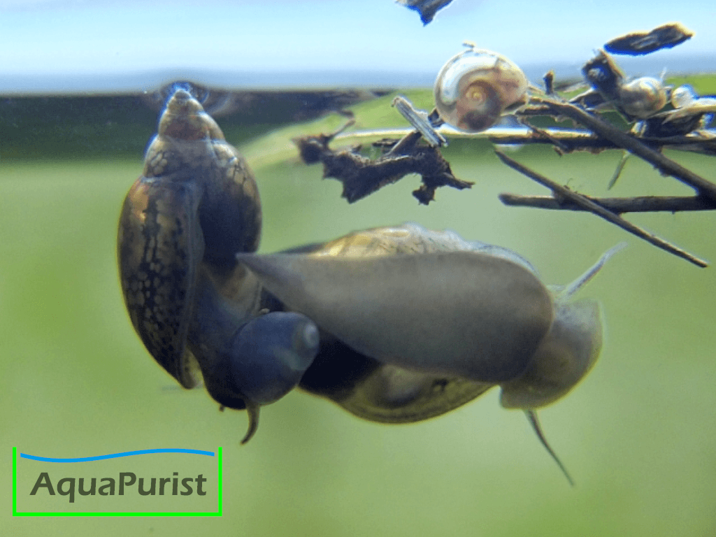 Spitze Blasenschnecke an der Aquarienscheibe
