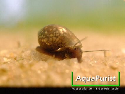 Spitze Blasenschnecke (Physella acuta / fontinalis)