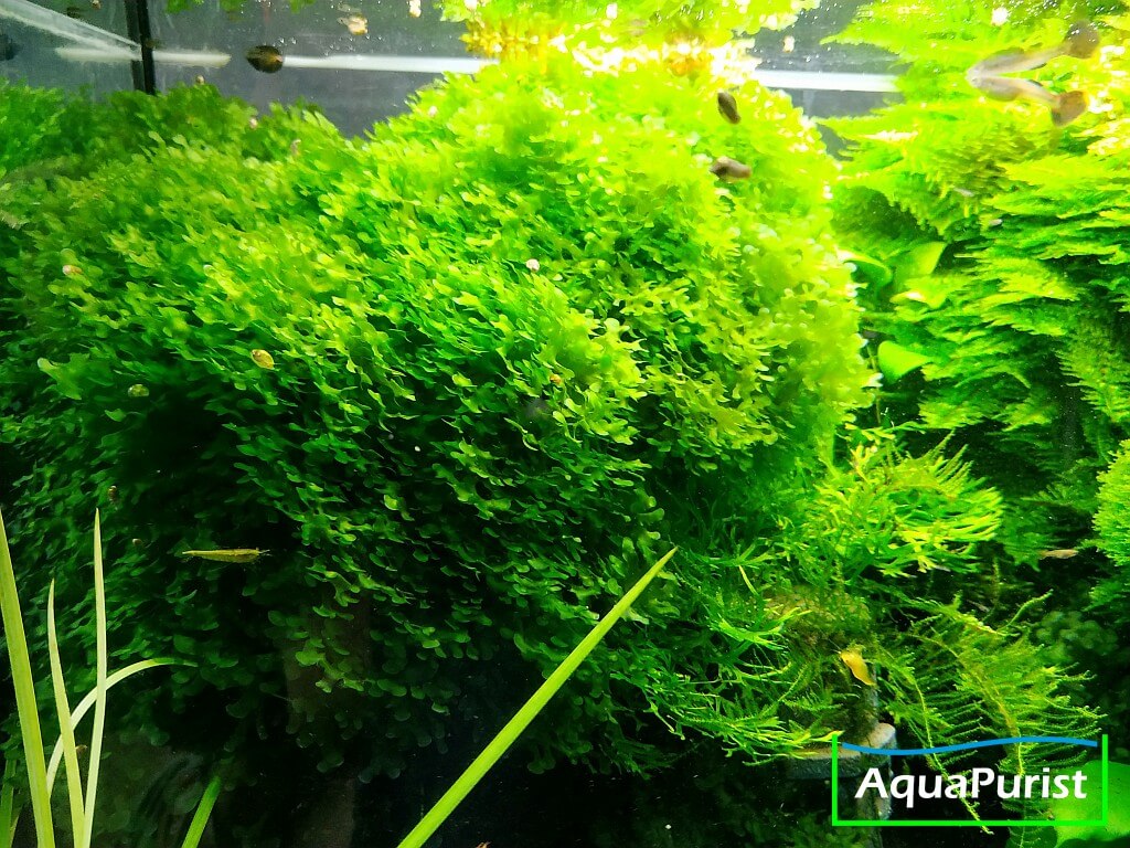 Süßwassertang (Lomariopsis cf. lineata)