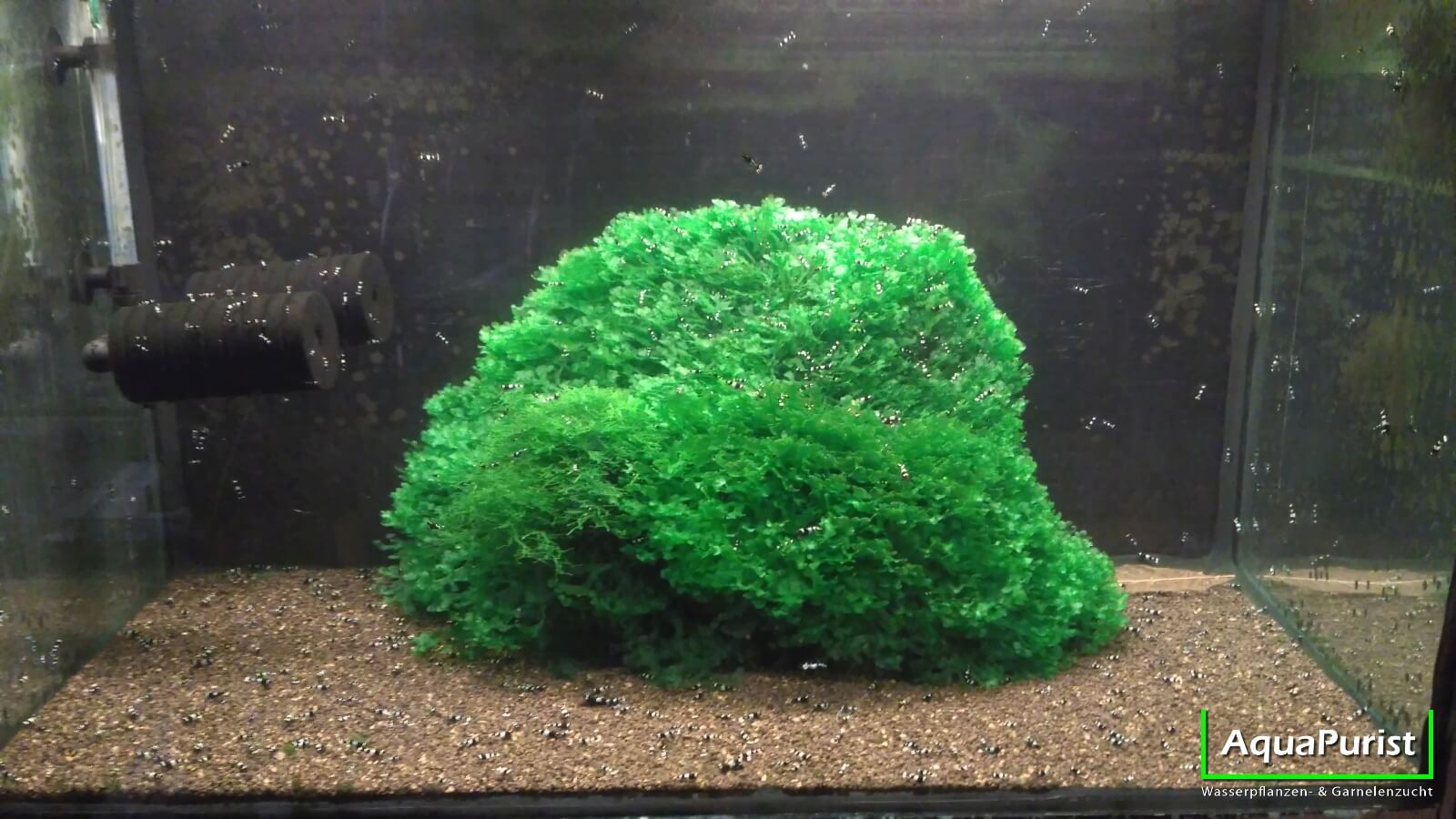 Süßwassertang (Lomariopsis cf. lineata)