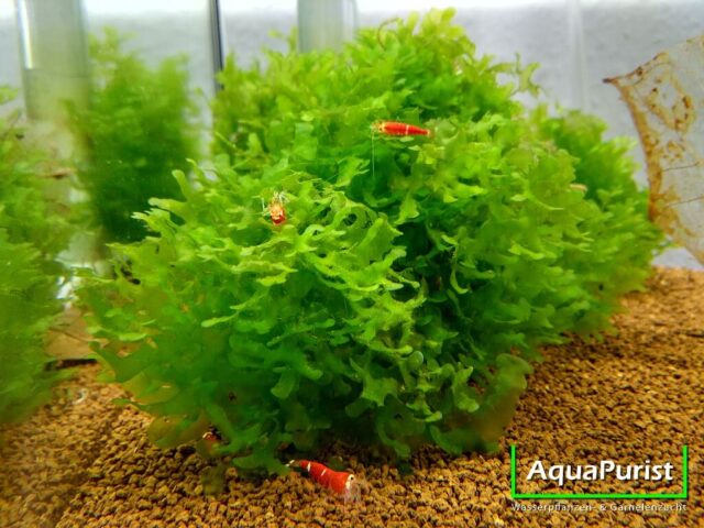 Süßwassertang (Lomariopsis cf. lineata)