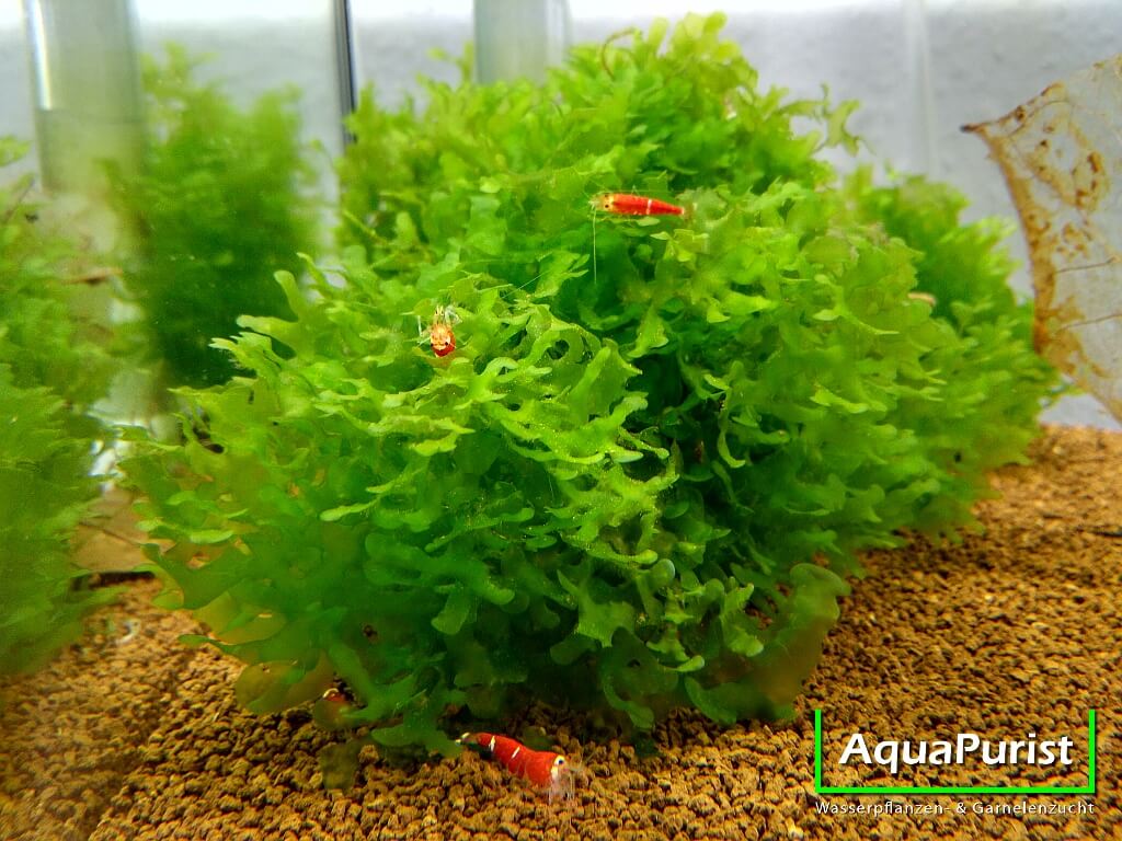 Süßwassertang (Lomariopsis cf. lineata)
