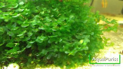 Süßwassertang (Lomariopsis cf. lineata)